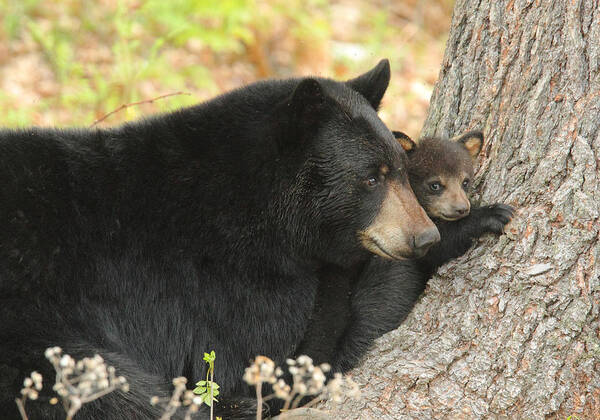 Bears Poster featuring the photograph Snuggle Time by Duane Cross