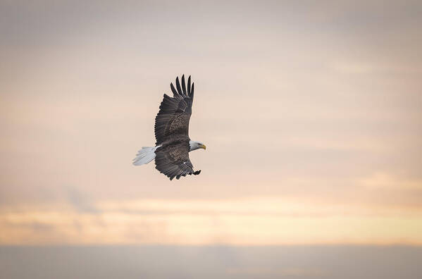 American Bald Eagle Poster featuring the photograph Soaring Into The Sunrise by Thomas Young