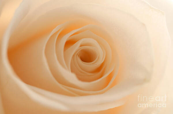 Rose Poster featuring the photograph Soft and Creamy Rose by Sarah Schroder