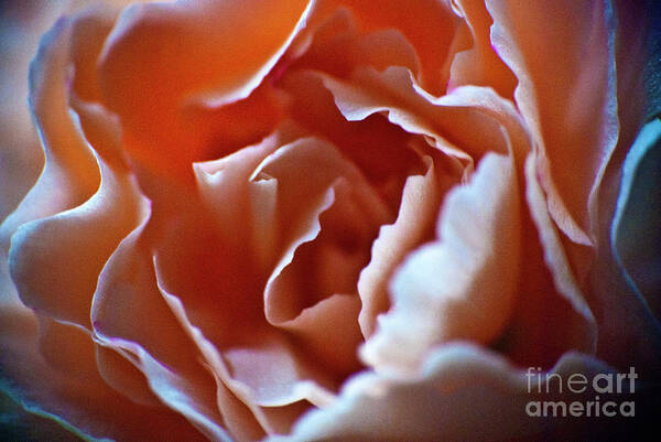Flower Poster featuring the photograph Soft Petals by Ron Roberts