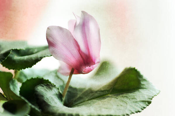 Cyclamen Poster featuring the photograph Soft Winter Light by Sue Capuano