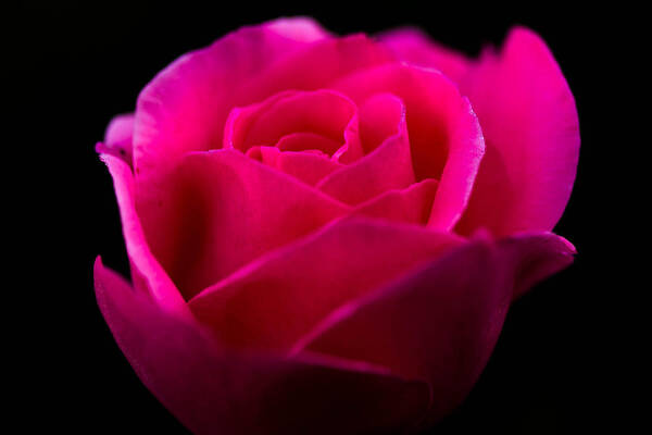 Rose Poster featuring the photograph Softly blooming by Haren Images- Kriss Haren