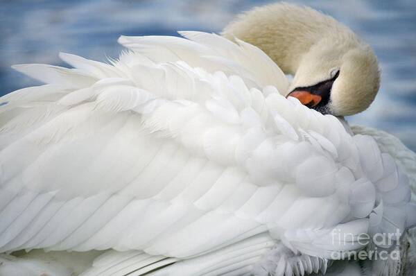 Swan Poster featuring the photograph Softly Sleeping by Deb Halloran