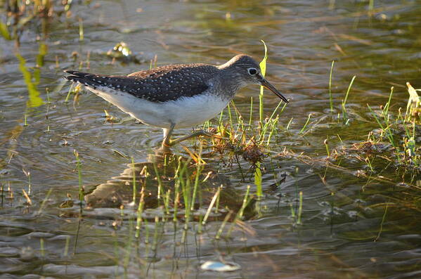 Solitary Sandpiper Poster featuring the photograph Solitary Sandpiper 2 by James Petersen