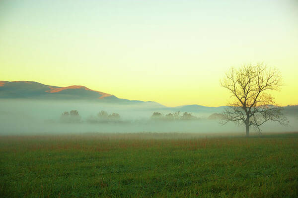 Scenics Poster featuring the photograph Solitary Tree In The Fog, Great Smoky by Moreiso