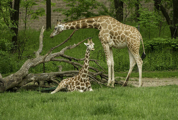 Bronx Zoo Poster featuring the photograph Someone To Watch Over Me by Gordon Ripley