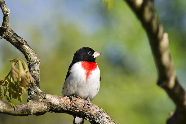 Rose Breasted Grosbeak Poster featuring the photograph Male Grosbeak by Christina Rollo