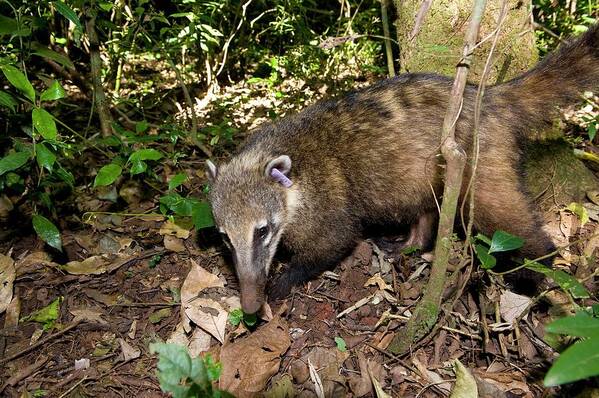 South American Coati Poster featuring the photograph South American Coati Foraging by Philippe Psaila/science Photo Library