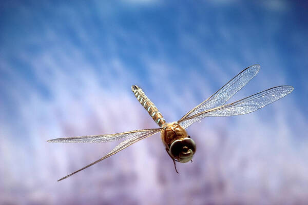 00640142 Poster featuring the photograph Southern Hawker Dragonfly by Michael Durham