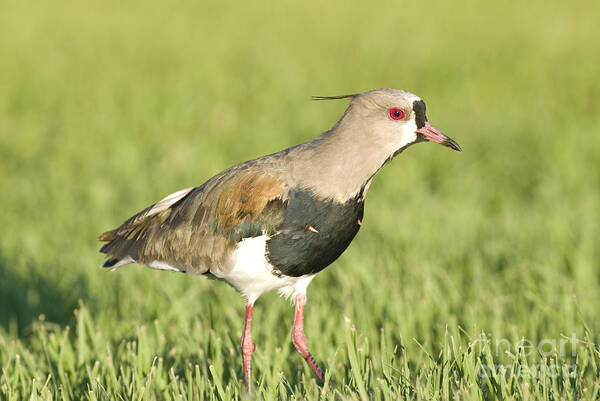 Nature Poster featuring the photograph Southern Lapwing by William H. Mullins