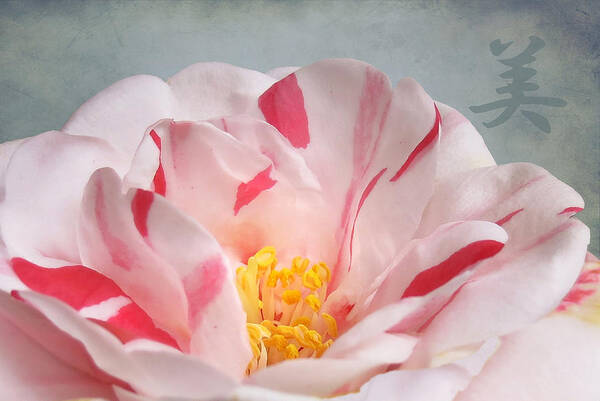 Floral Poster featuring the photograph Southern Peppermint Beauty by Deborah Smith