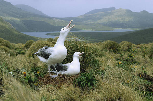 Feb0514 Poster featuring the photograph Southern Royal Albatrosses At Nest by Konrad Wothe
