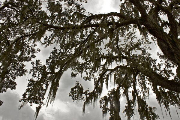 Moss Poster featuring the photograph Spanish Moss by Alice Mainville