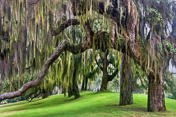 Georgia Poster featuring the photograph Spanish Moss by Debra and Dave Vanderlaan