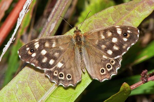 Plant Poster featuring the photograph Speckled Wood Butterfly On A Leaf by Dr. John Brackenbury/science Photo Library