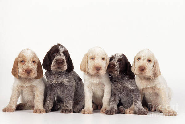 Dog Poster featuring the photograph Spinone Puppy Dogs by John Daniels