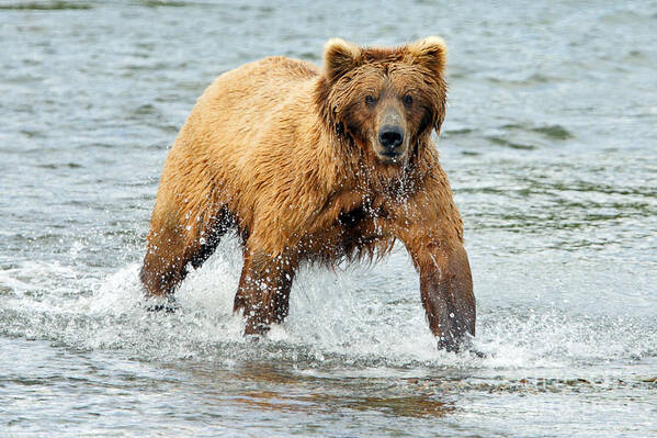 Bear Poster featuring the photograph Splish Splash by Bill Singleton