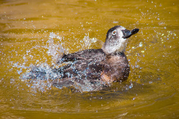 Bird Poster featuring the photograph Splishin' N Splashin' by Bill Pevlor