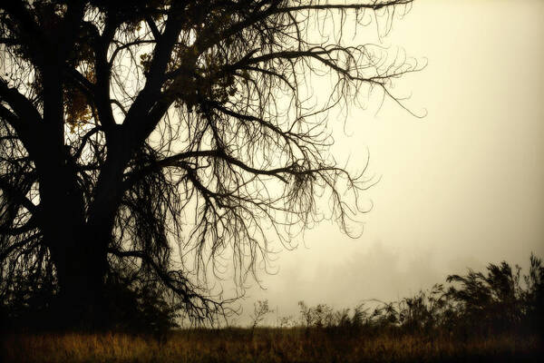 Fog Poster featuring the photograph Spooky Tree by Marilyn Hunt