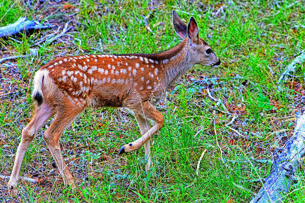 Deer Poster featuring the photograph Spotted fawn walking away by Jim Boardman