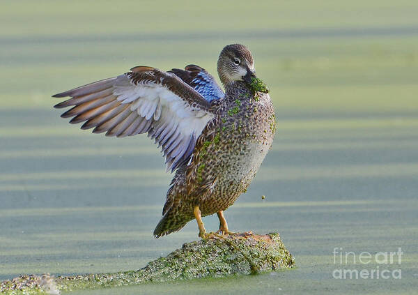 Ducks Poster featuring the photograph Spreading Her Wings by Kathy Baccari