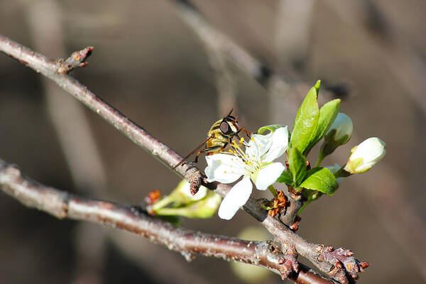 Spring Poster featuring the photograph Spring Bee on Apple Tree Blossom by Ryan Crouse