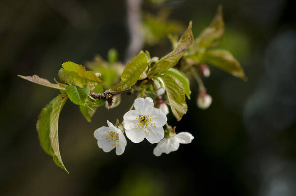Branch Poster featuring the photograph Spring Blossom by Spikey Mouse Photography