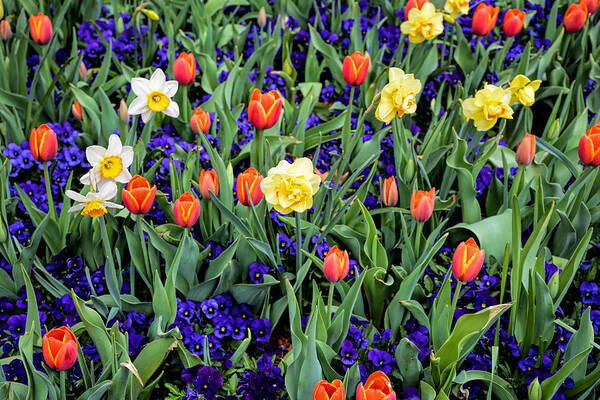 Spring Poster featuring the photograph Spring Color by Jeanne May