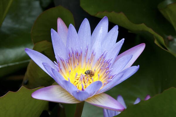 Flowers Poster featuring the photograph Spring Flower by David Yack