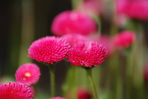 Flowers Poster featuring the photograph Spring Flowers by Ron Roberts