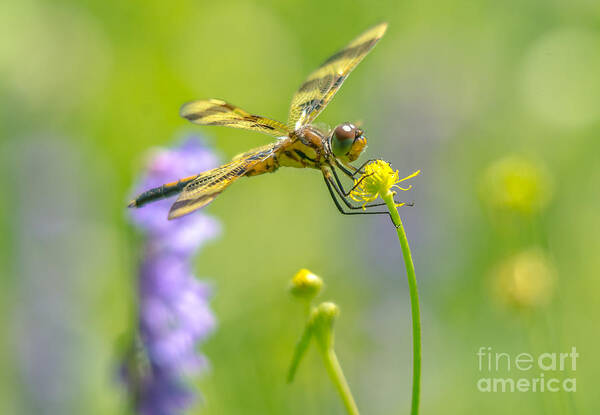 Halloween Pennant Dragonfly Poster featuring the photograph Spring Halloween Pennant by Cheryl Baxter