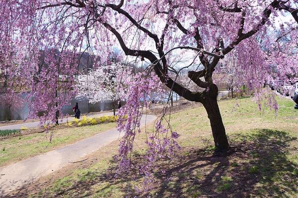 Cherry Blossoms Poster featuring the photograph Cherry Blossom Trees of Branch Brook Park 9 by Allen Beatty