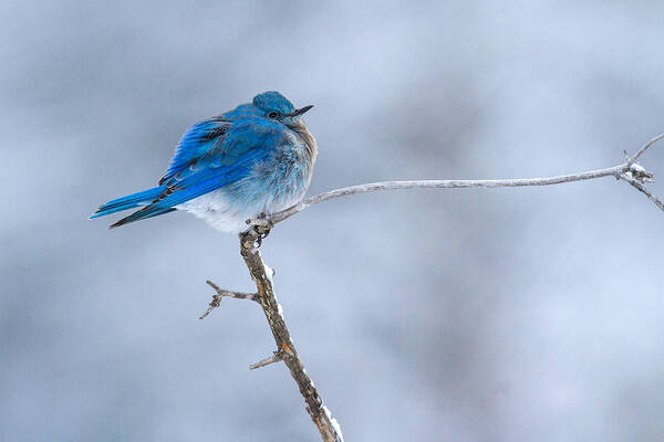 Mountain Bluebird Poster featuring the photograph Spring has Sprung by Sandy Sisti