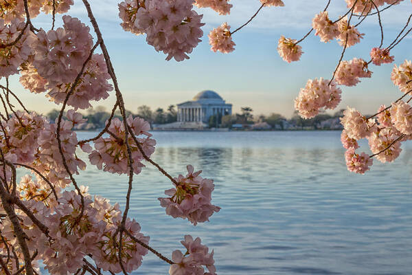 Cherry Blossoms Poster featuring the photograph Spring in the Nation's Capital by Jared Perry 