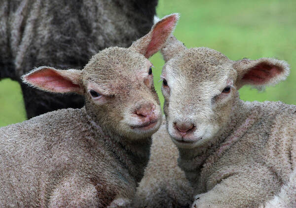 Lambs Poster featuring the photograph Spring lambs by Pete Hemington