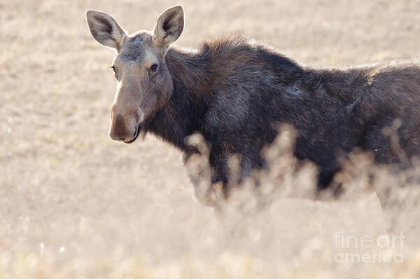  Poster featuring the photograph Spring Moose by Cheryl Baxter