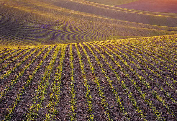 Palouse Poster featuring the photograph Spring Rows by Doug Davidson