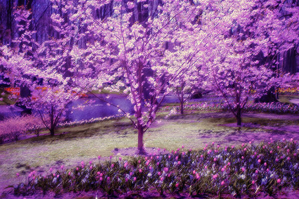 Spring Poster featuring the photograph Spring Wonderland Pastel. Garden Keukenhof. Netherlands by Jenny Rainbow