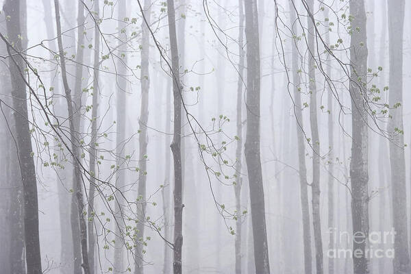 Spring Poster featuring the photograph Spring Woodland Fog 1 by Alan L Graham