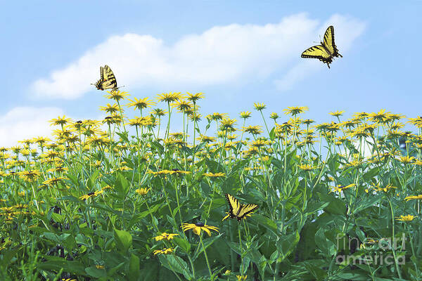 Spring Poster featuring the photograph Springtime by Diane Diederich