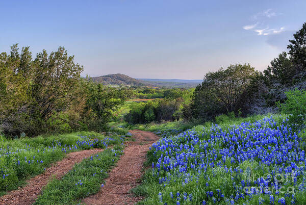 Texas Hill Country Poster featuring the photograph Springtime in the Hill Country by Cathy Alba