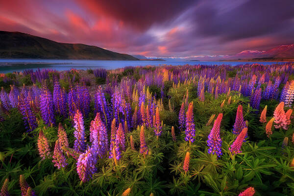 Lupines Poster featuring the photograph Springtime Rush by Patrick Marson Ong
