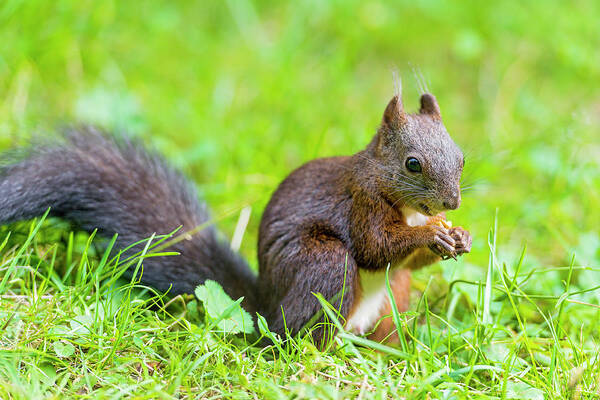 Nut Poster featuring the photograph Squirrel Eating A Nut In The Grass by Picture By Tambako The Jaguar