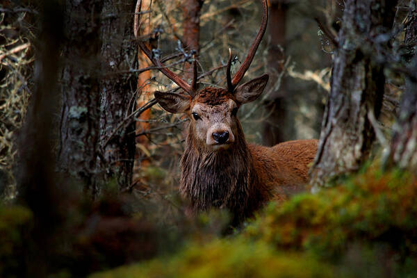 Stag In The Woods Poster featuring the photograph Stag in the woods by Gavin Macrae