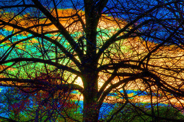 Stained Glass Tree Poster featuring the photograph Stained Glass Tree by Rob Huntley