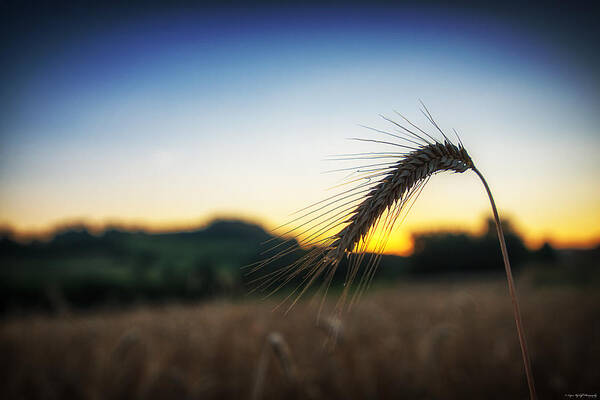 Wheat Poster featuring the photograph Stalk by Ryan Wyckoff