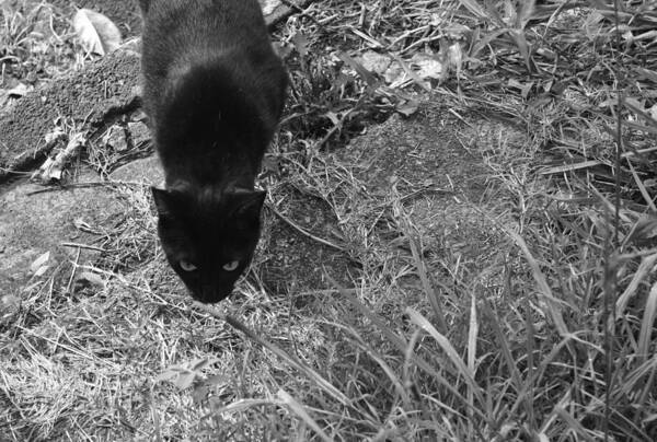 Black Cat Poster featuring the photograph Stalking Cat by Melinda Fawver