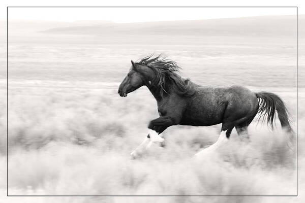 Stallion Blur Poster featuring the photograph Stallion Blur by Wes and Dotty Weber