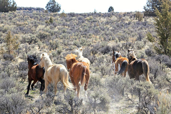 Horses Poster featuring the photograph Stampede Of Wild Horses by Athena Mckinzie