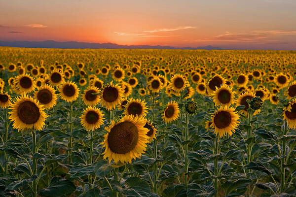 Sunflower Poster featuring the photograph Standing at Attention by Ronda Kimbrow